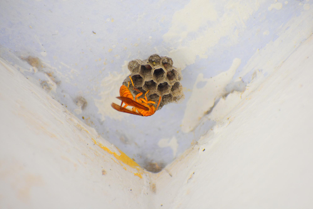 Temps de construction d'un nid de guêpes : tout ce que vous devez ...